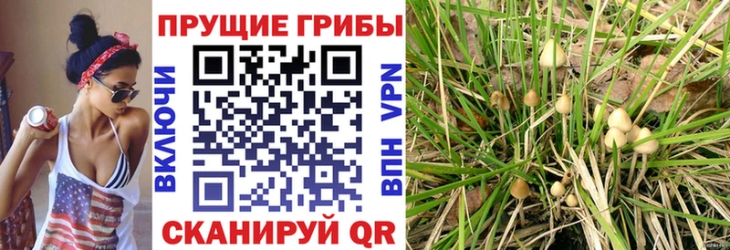 сколько стоит  Стародуб  Псилоцибиновые грибы мухоморы 